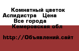 Комнатный цветок Аспидистра › Цена ­ 150 - Все города  »    . Кемеровская обл.